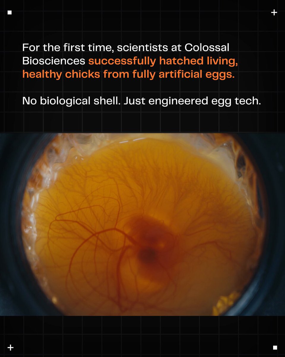 Close up of a egg yolk in a petri dish
